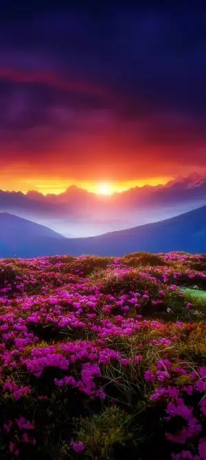 Blossoming Spring Days cover