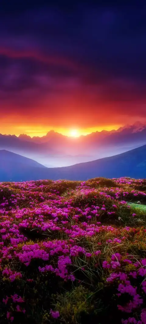 Blossoming Spring Days cover